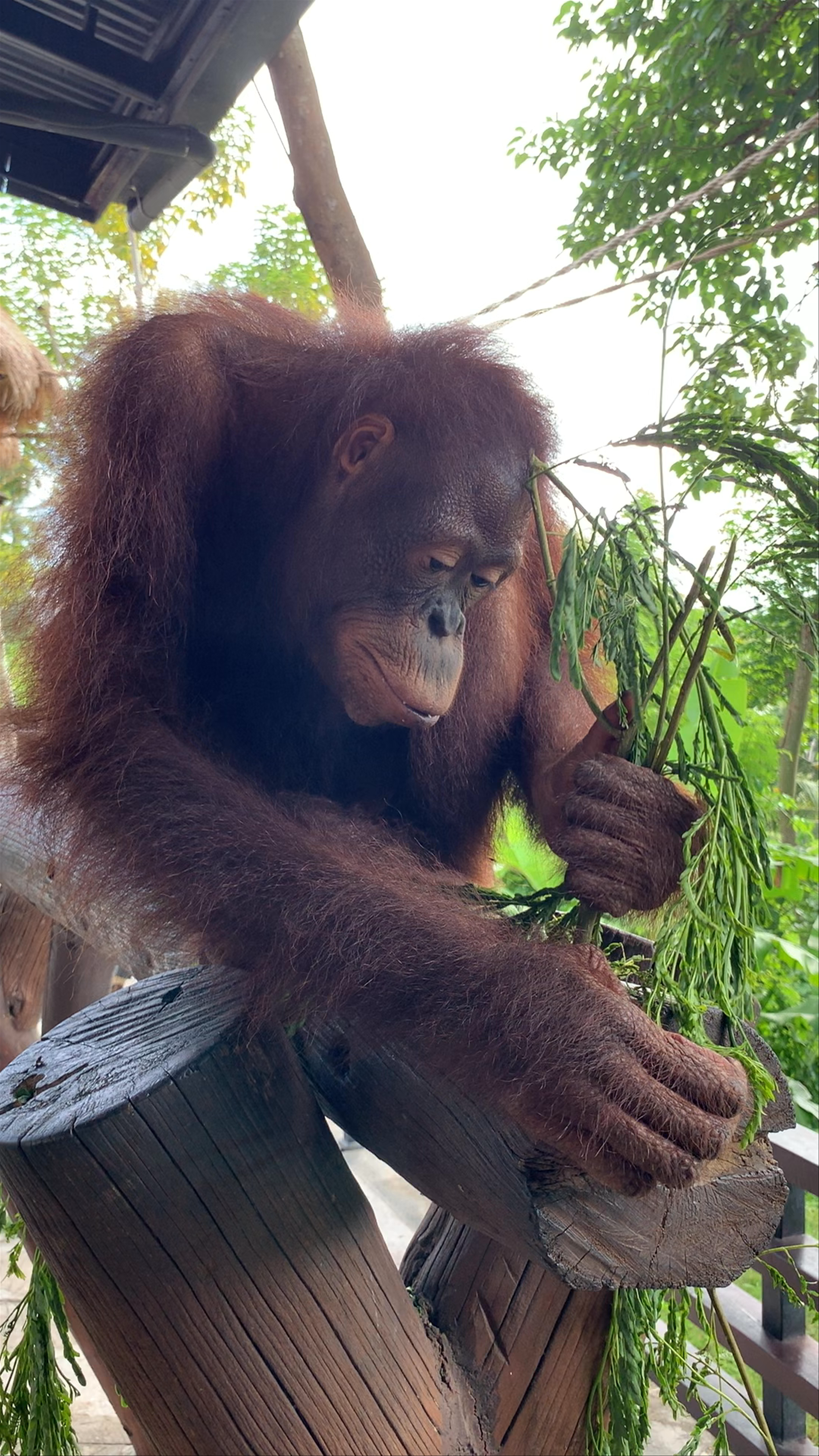Intimate Encounter with an Orangutan at Bali Zoo
