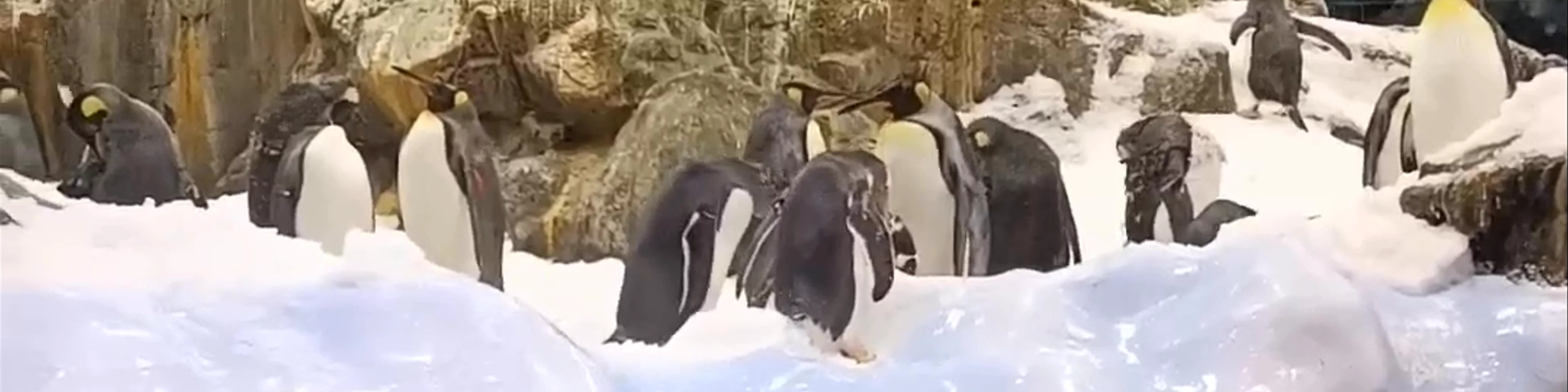 Planet Penguin