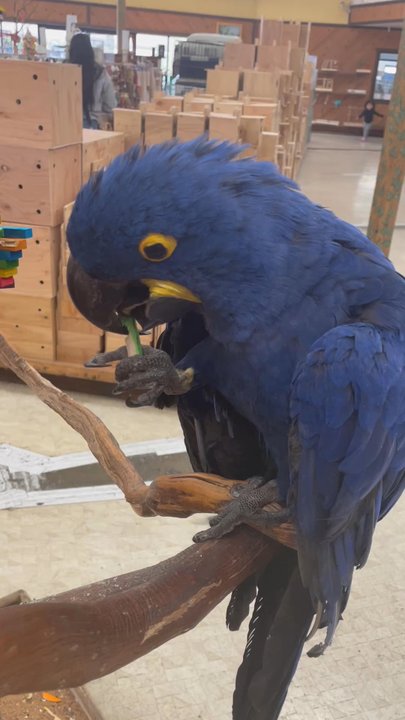 Magnolia Bird Farm - Pet Stores Near Me - Riverside, California