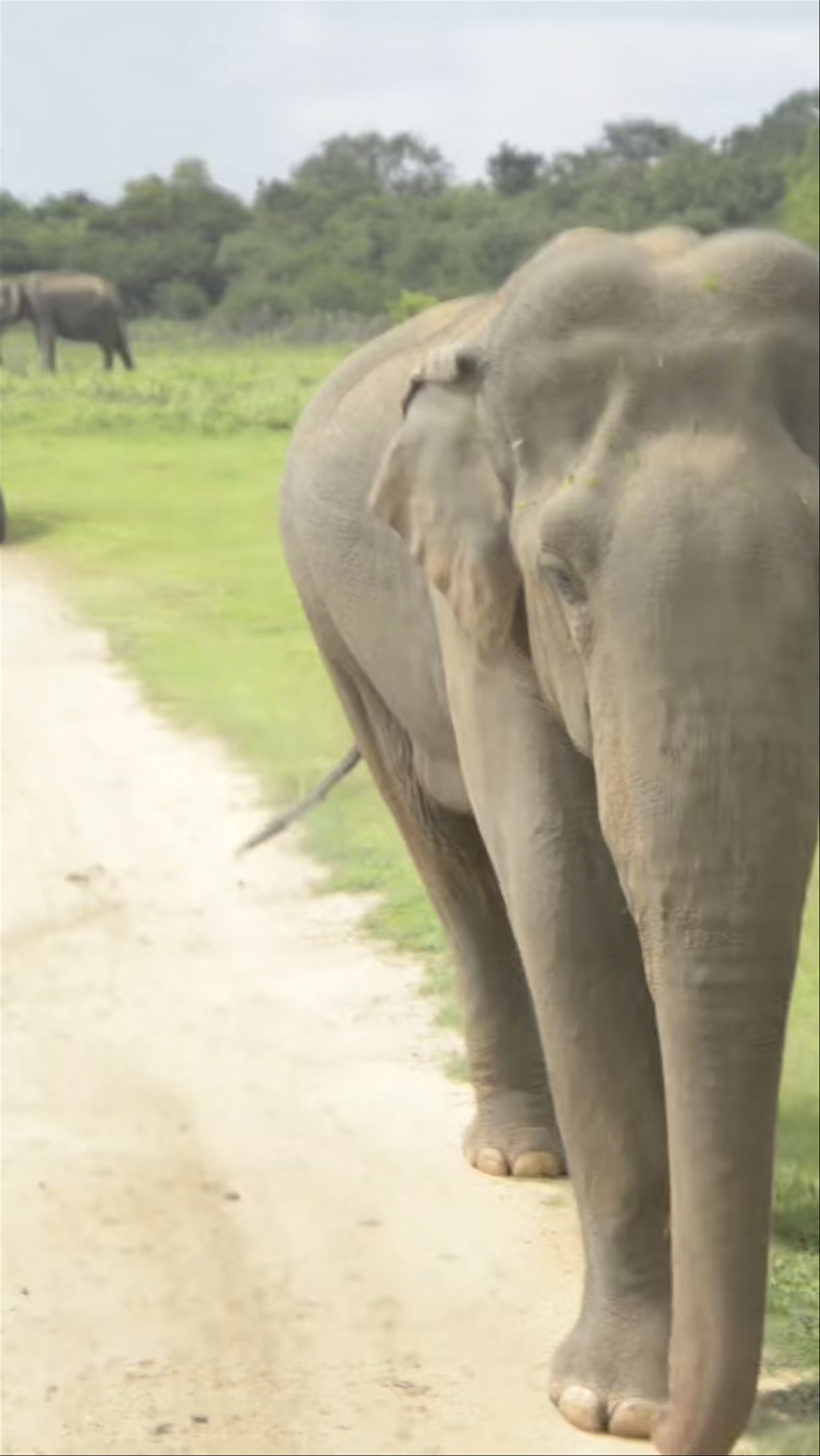 Kaudulla National Park SAFARI