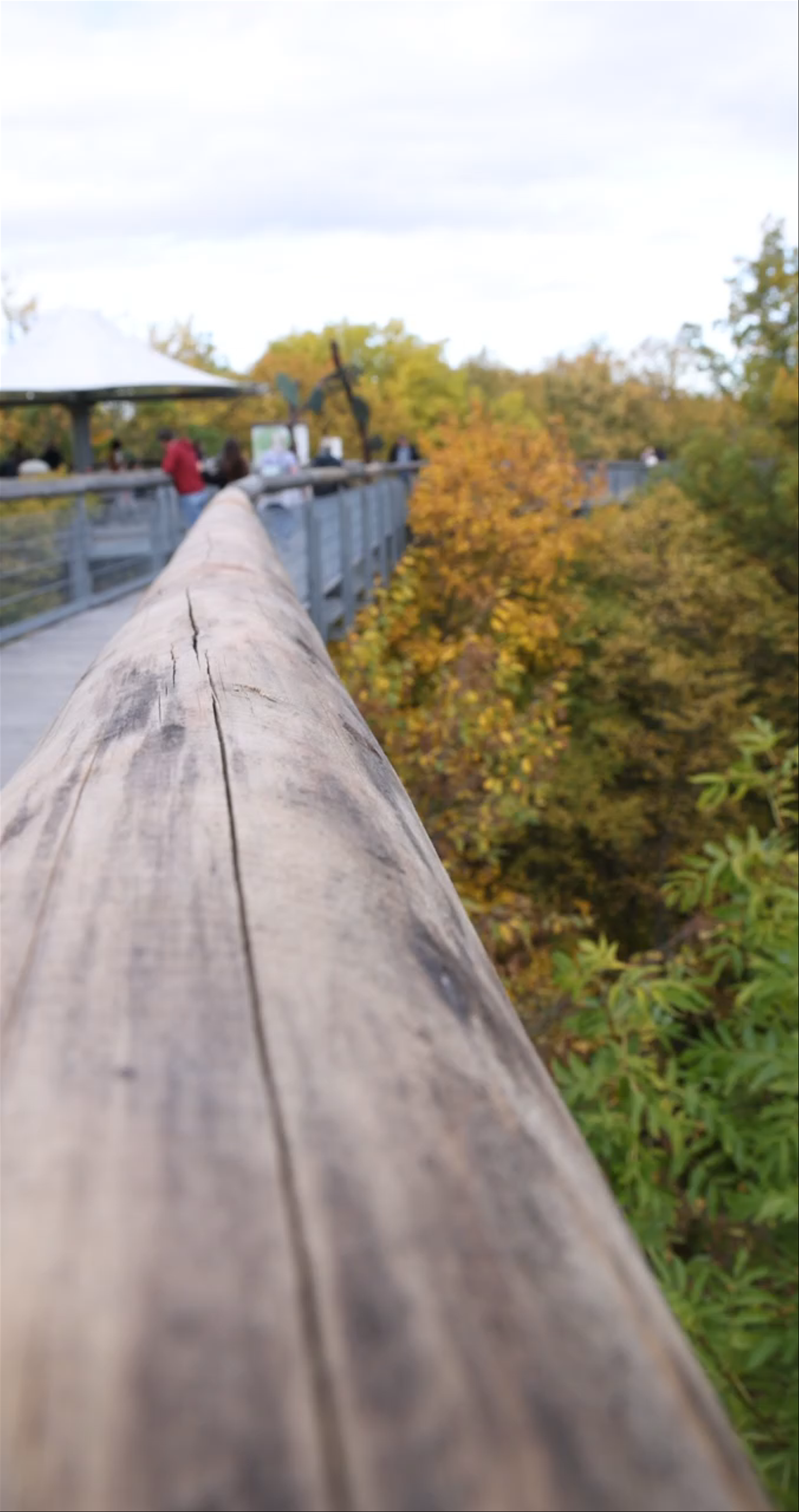 Baumkronenpfad im Nationalpark Hainich