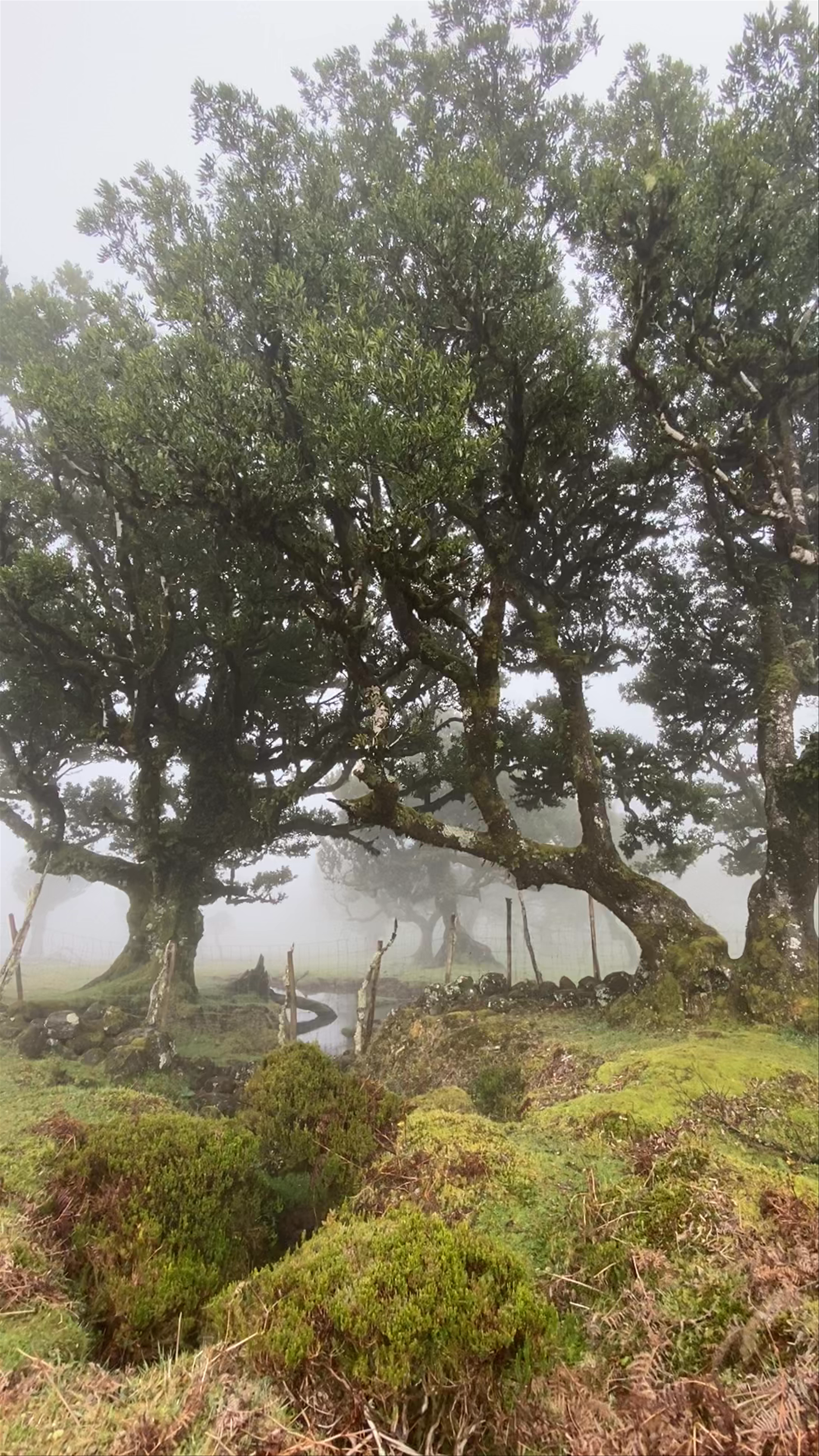 Mystical Morning in Fanal Forest, Madeira