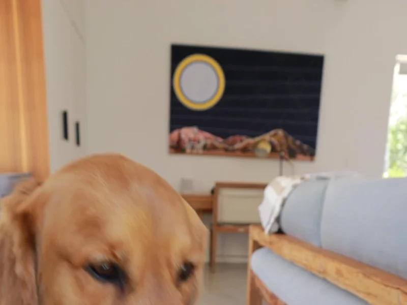The Food That Saved Bentley