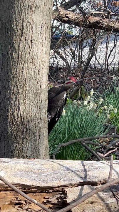 Mt Pisgah - Woodpecker - Tours Near Me - Holland, Michigan