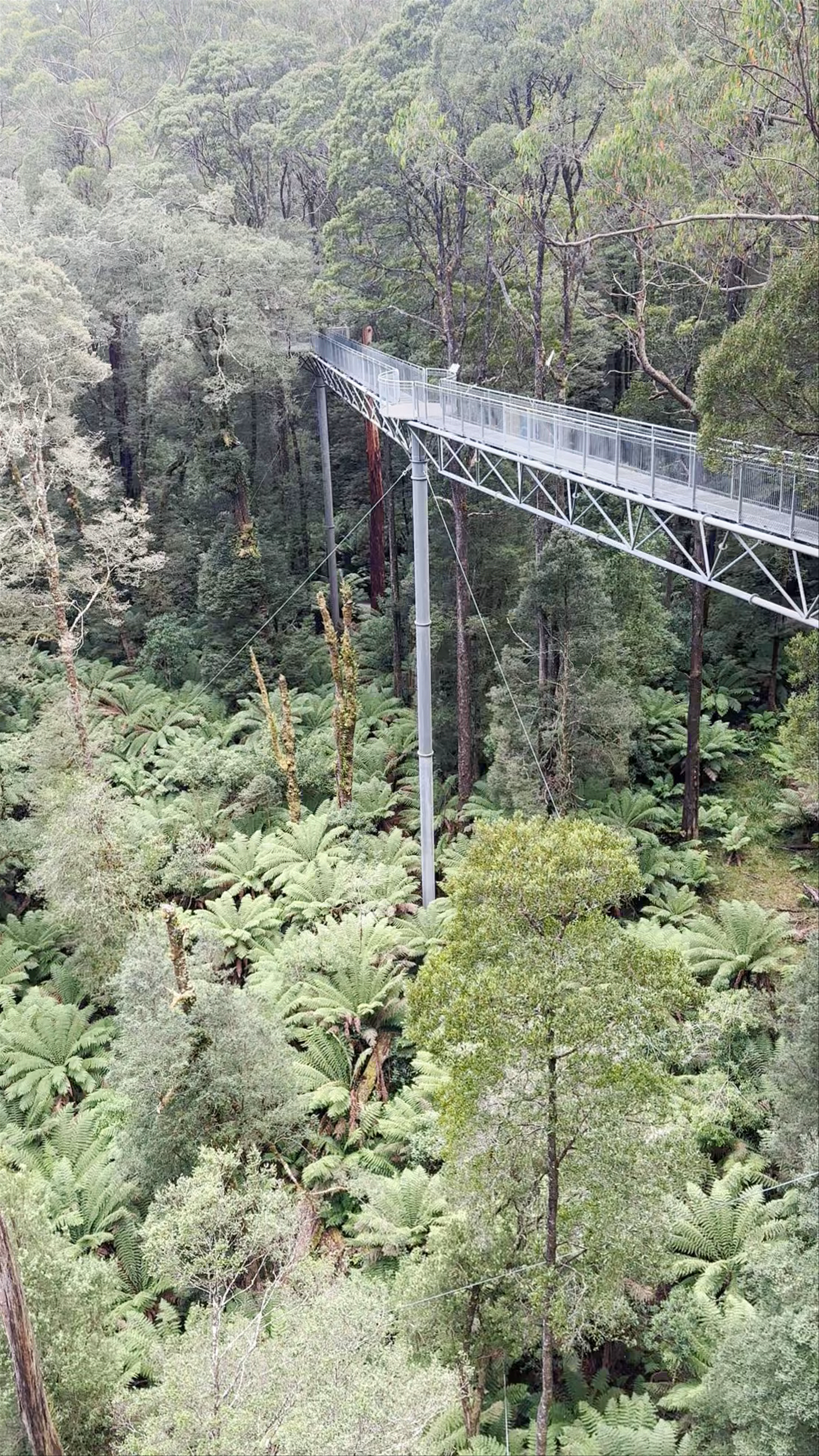 Otway Fly Treetop Adventures