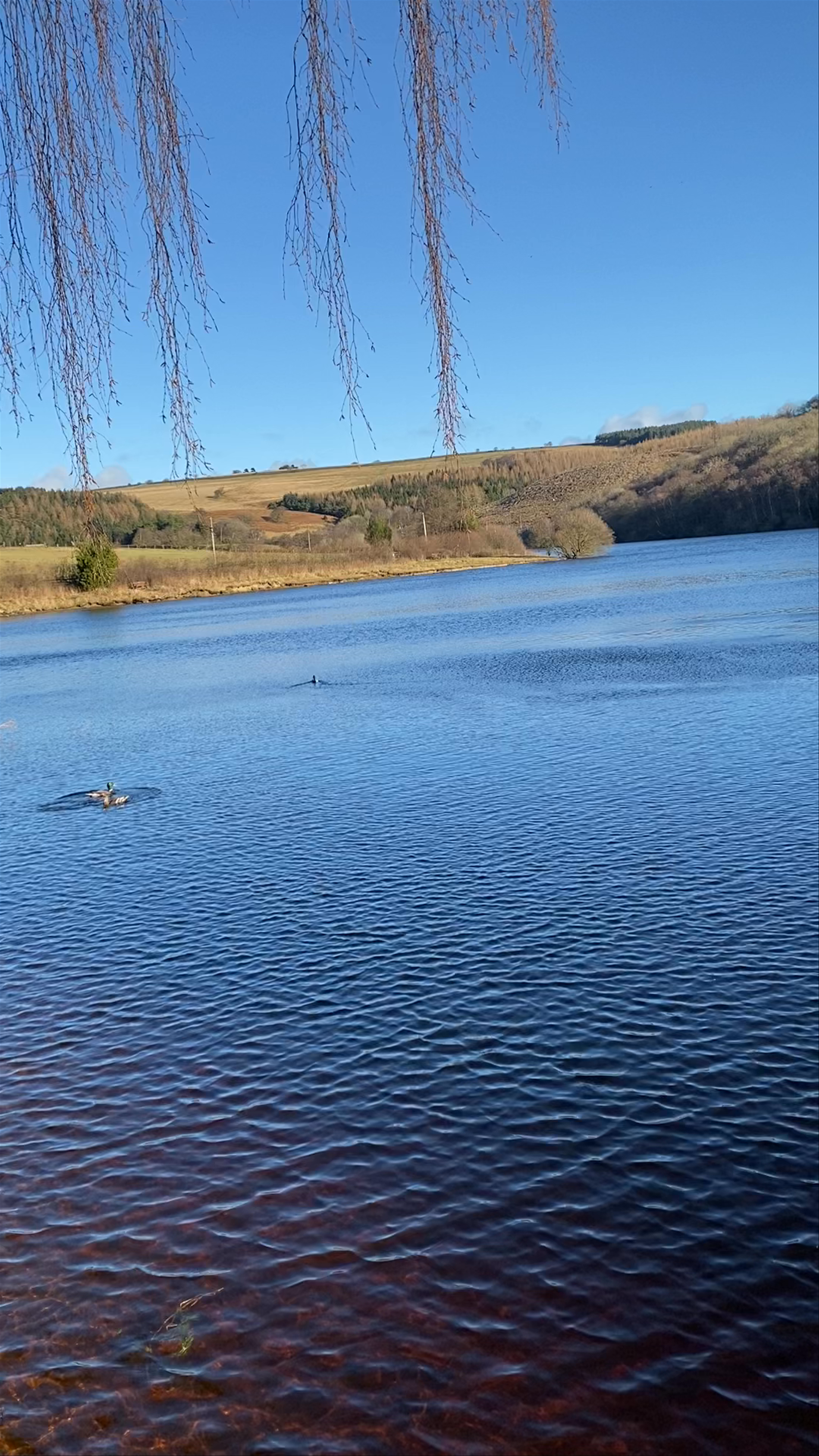 Tranquil Winter Day at Tunstall Reservoir, Bishop Auckland