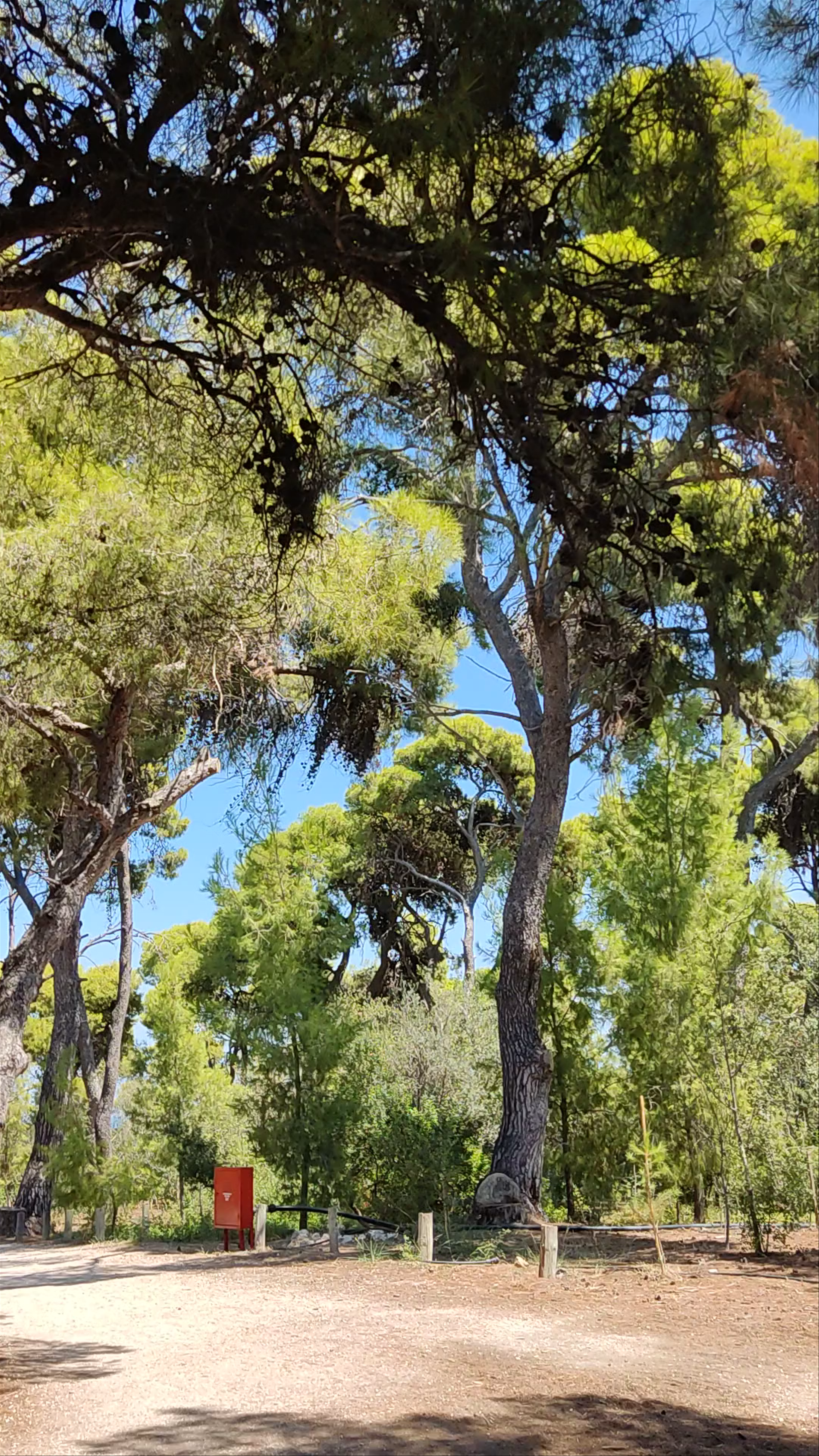 Pine Forest Walk in Pefkias, Xylokastro, Greece