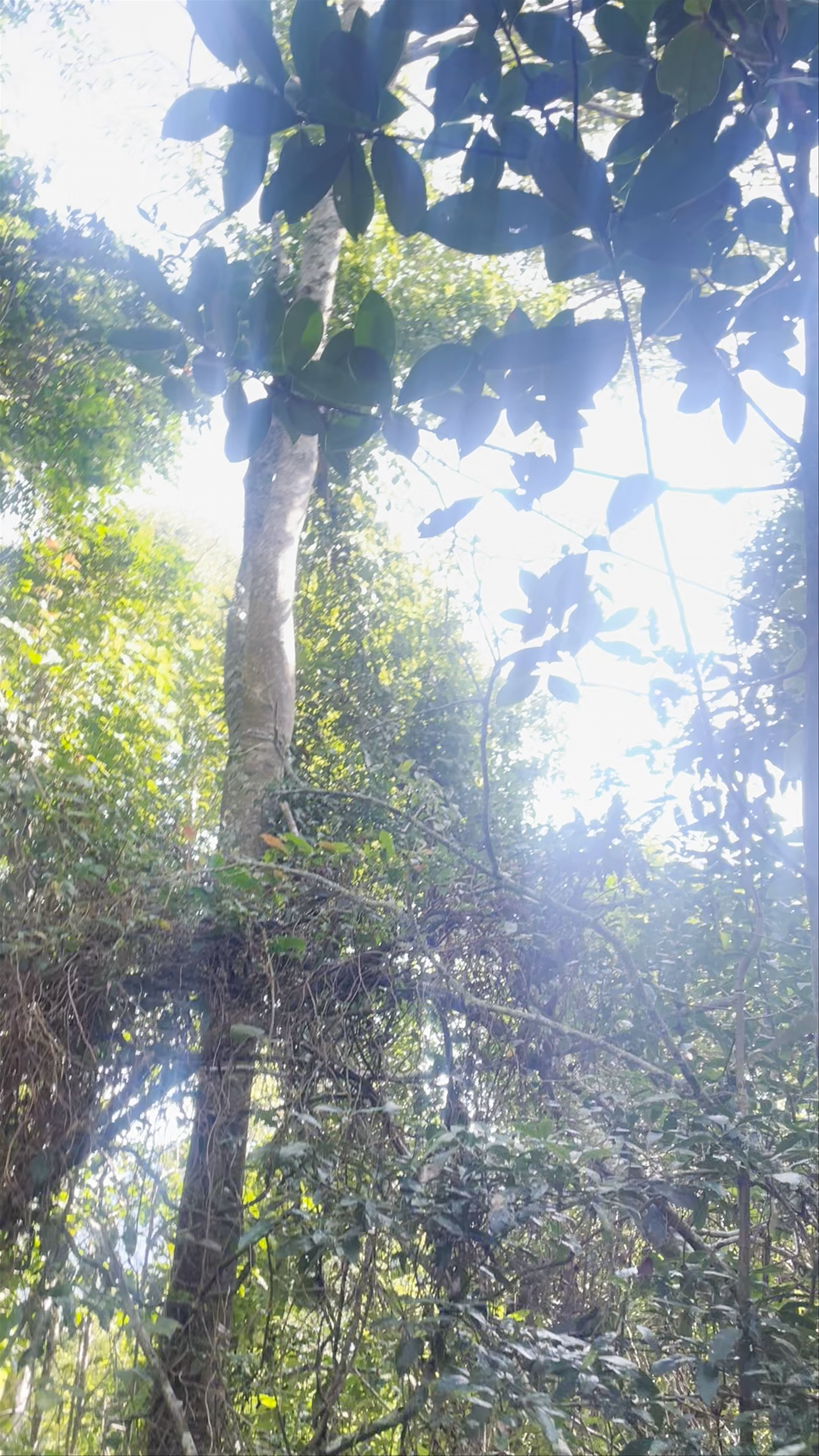 Tijuca National Park - Estrada da Cascatinha - Alto da Boa Vista