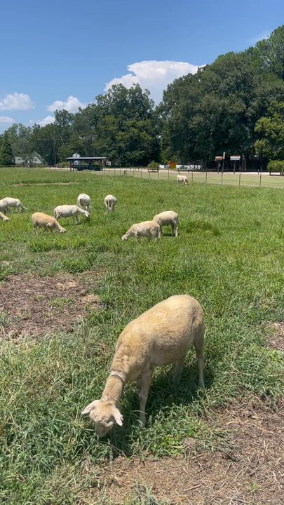 Istrouma Brewing - Love the mammals - Breweries Near Me - Saint Gabriel, Louisiana