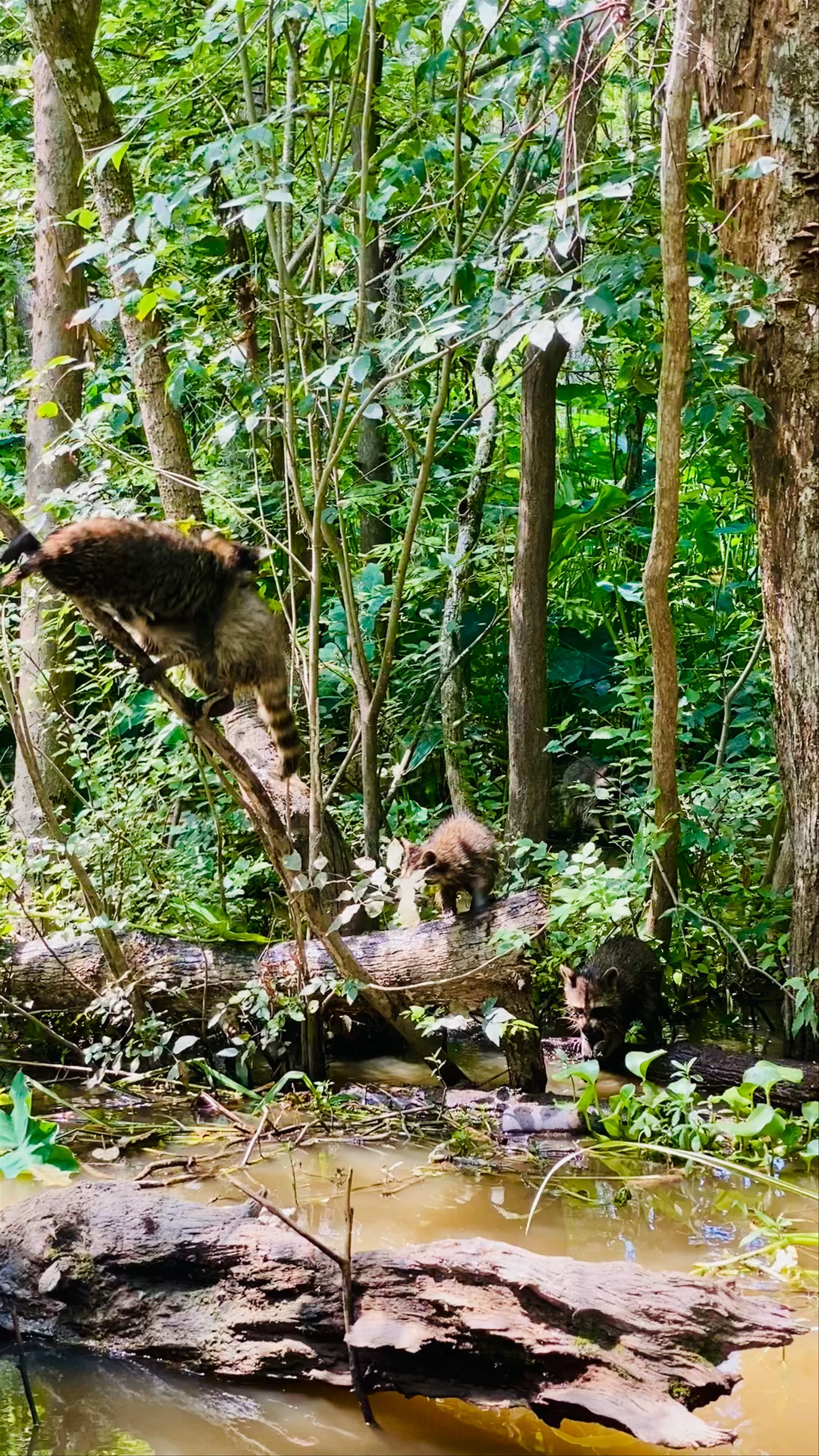 Honey Island Swamp