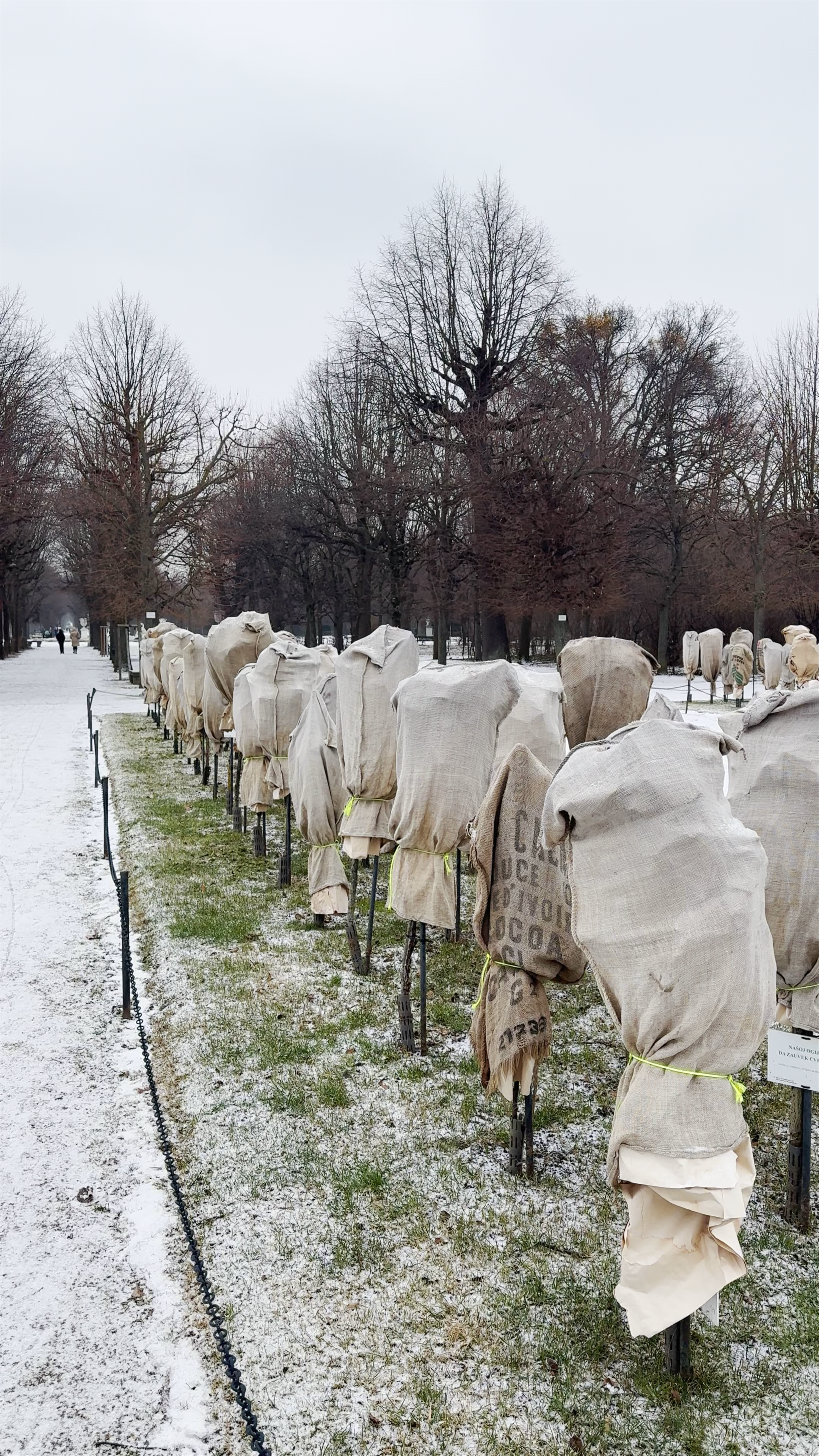 Rosarium Schönbrunn My Rose for my Love Anna