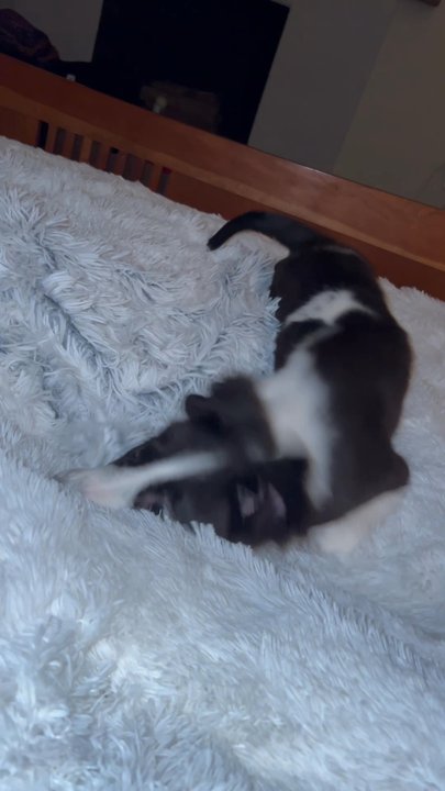 Critter Cavalry Rescue - Our new puppy is from the Critter Calvary Rescue, was well taken cared off, potty trained, vaccinated and spayed. The adoption was a blast. - Animal Shelters Near Me - Franklin, Tennessee