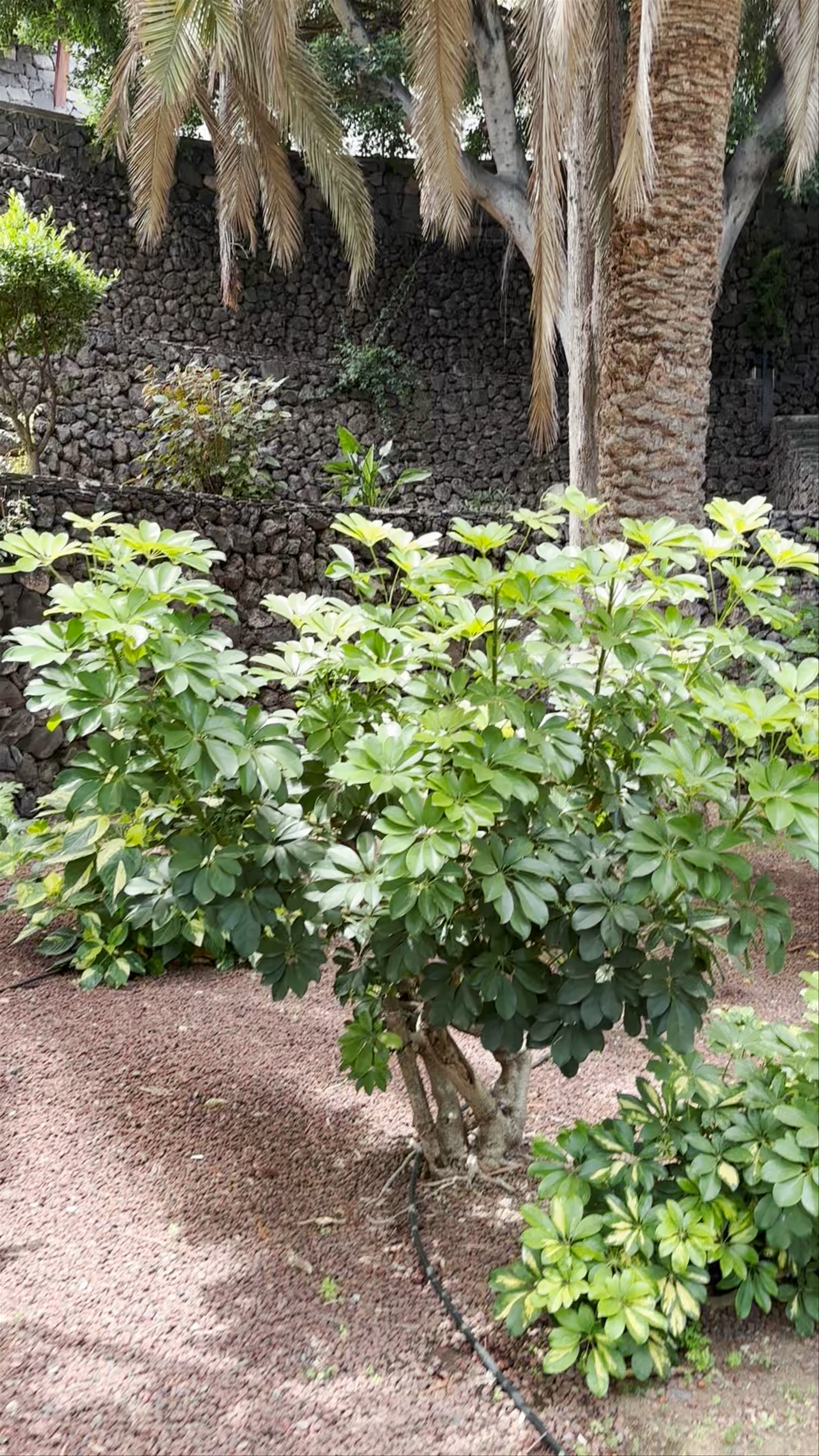 Parque de la Puerta de Tierra