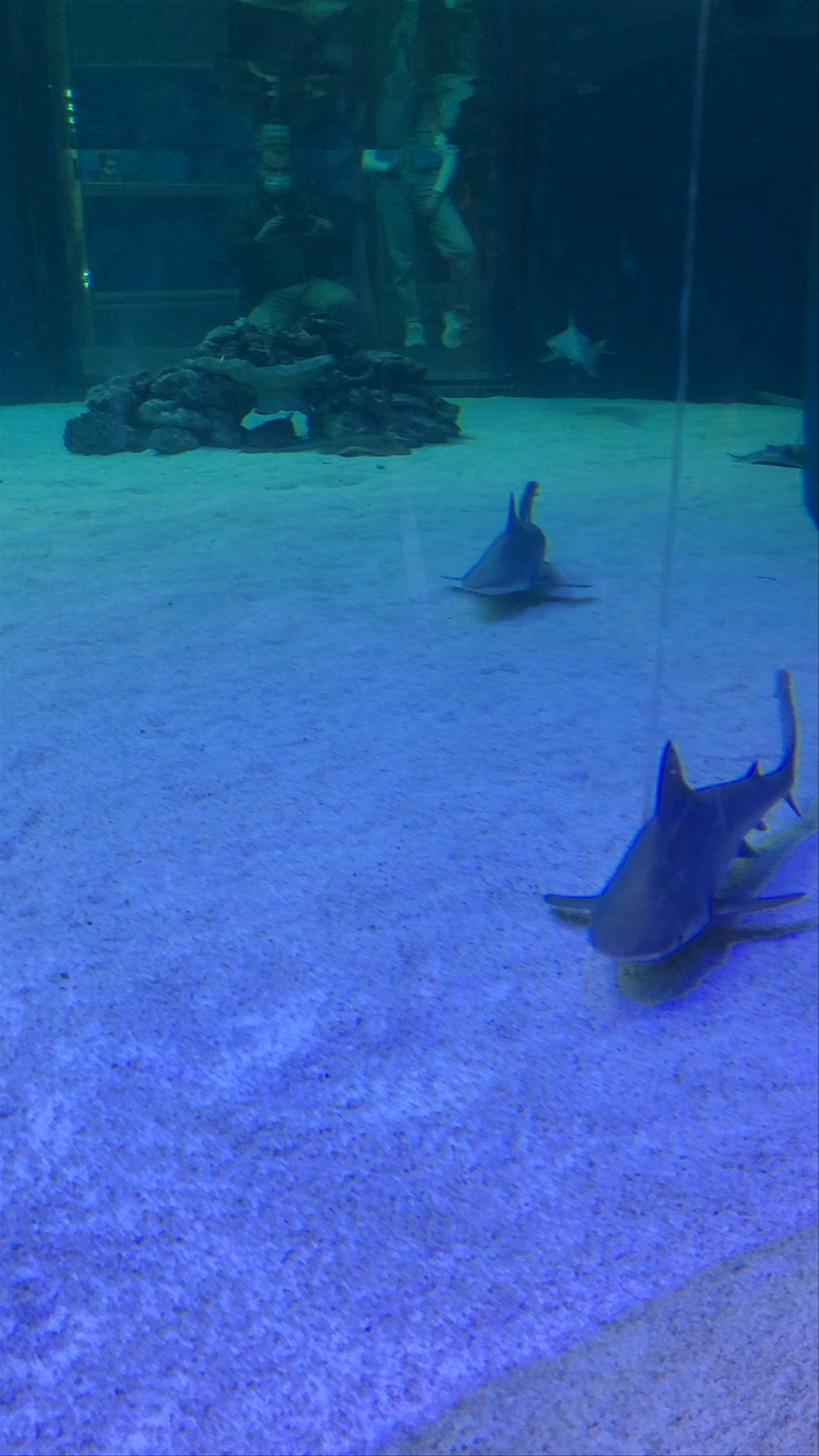 Mesmerizing Shark Aquarium at Museu de les Ciències Príncipe Felipe, Valencia