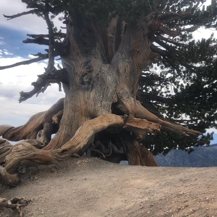 Mount Baden-Powell Trail - Wally Waldron tree - Hiking Near Me
