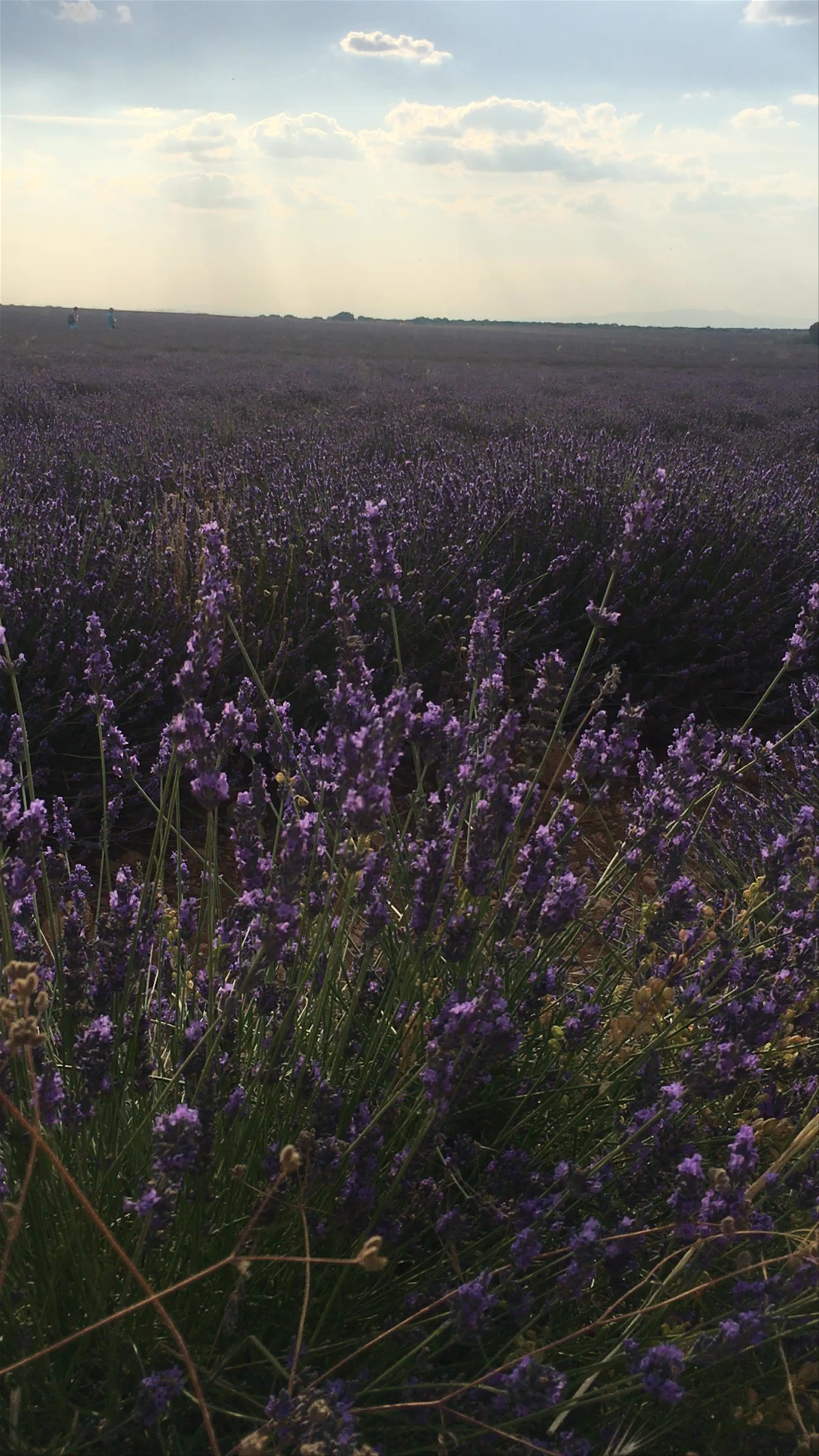 Lavender Fields of Brihuega: A Fragrant Summer Escape in Castilla-La Mancha