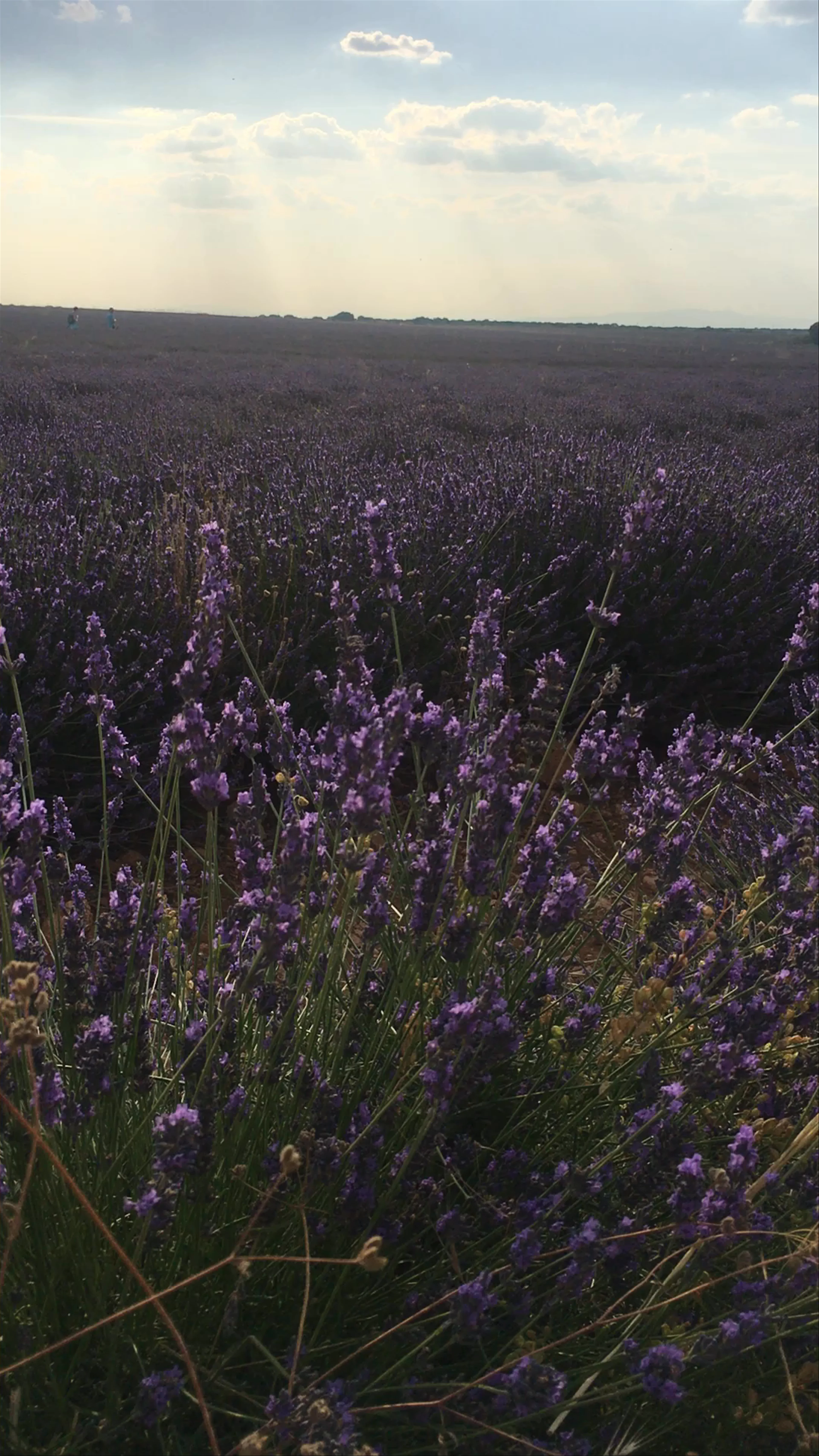 Campos de Lavanda, CM-2005, Brihuega, Spain