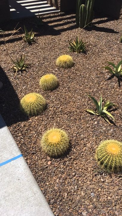 Zen Leaf - Applause that no Territory looks the same. The landscape looks great too! While you're hanging outside, the security guards are fun too! - Cannabis Dispensaries Near Me - Mesa, Arizona