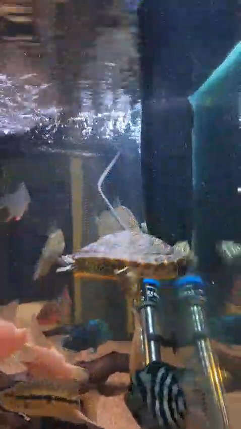 Florida cooter