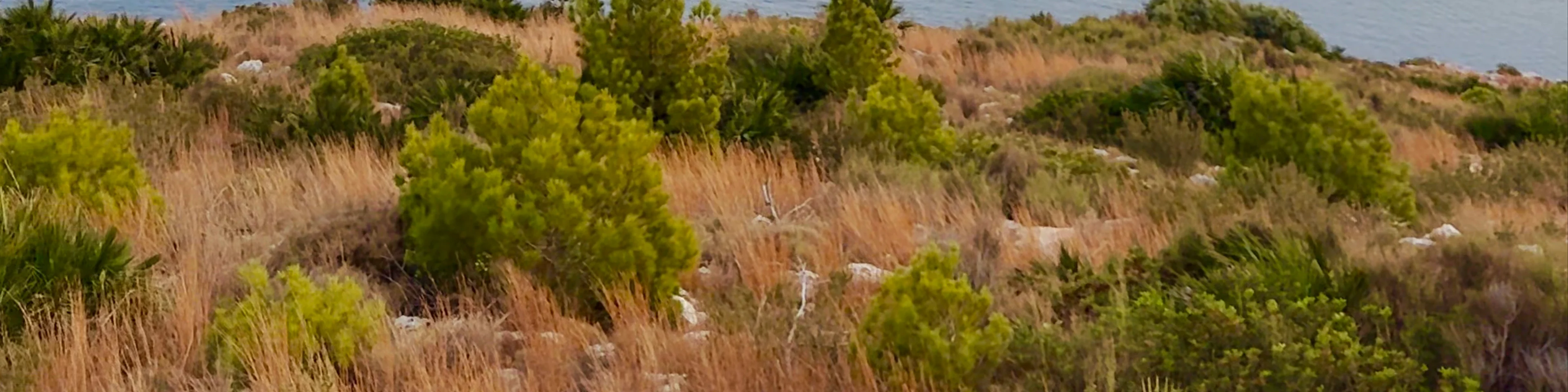 Cap de Sant Antoni