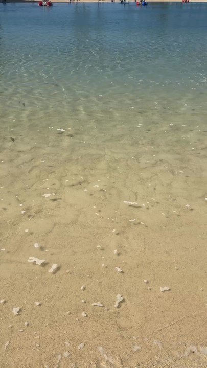 Lagoon Tower - So many fish in the lagoon!!! - Resorts Near Me - Honolulu, Hawaii