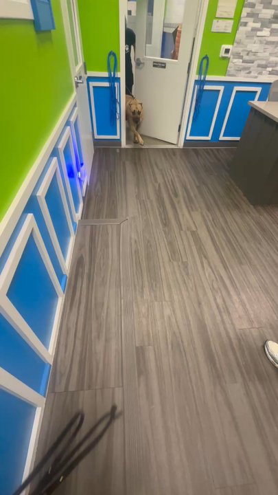 Hounds Town - Las Vegas - Mountain Edge - Pet Groomers Near Me - Las Vegas, Nevada