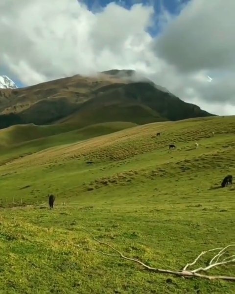 Photo of Ali Bedni Bugyal Tre
