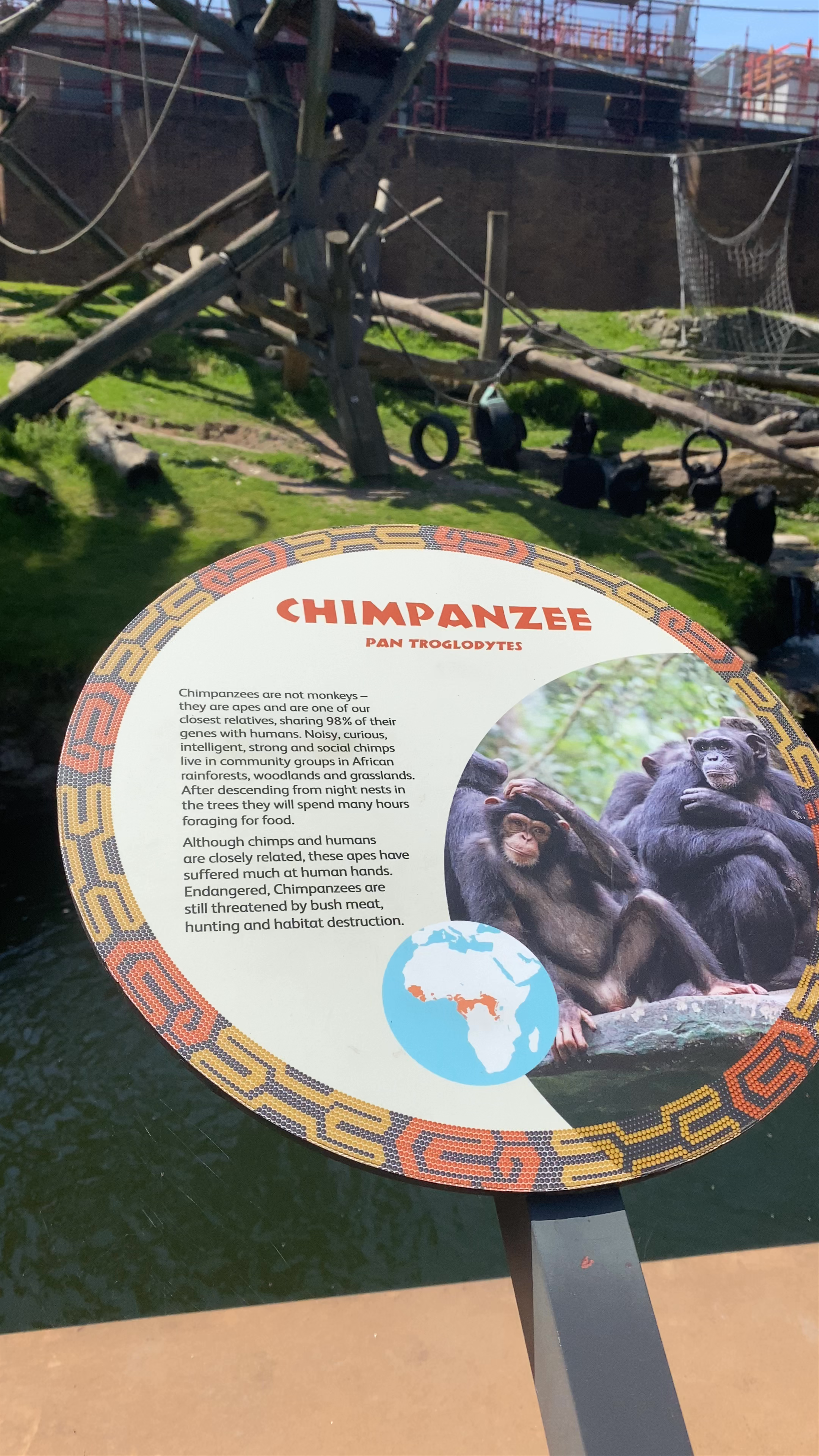 Chimpanzee Habitat and Visitor Experience at African Savannah, Taronga Zoo