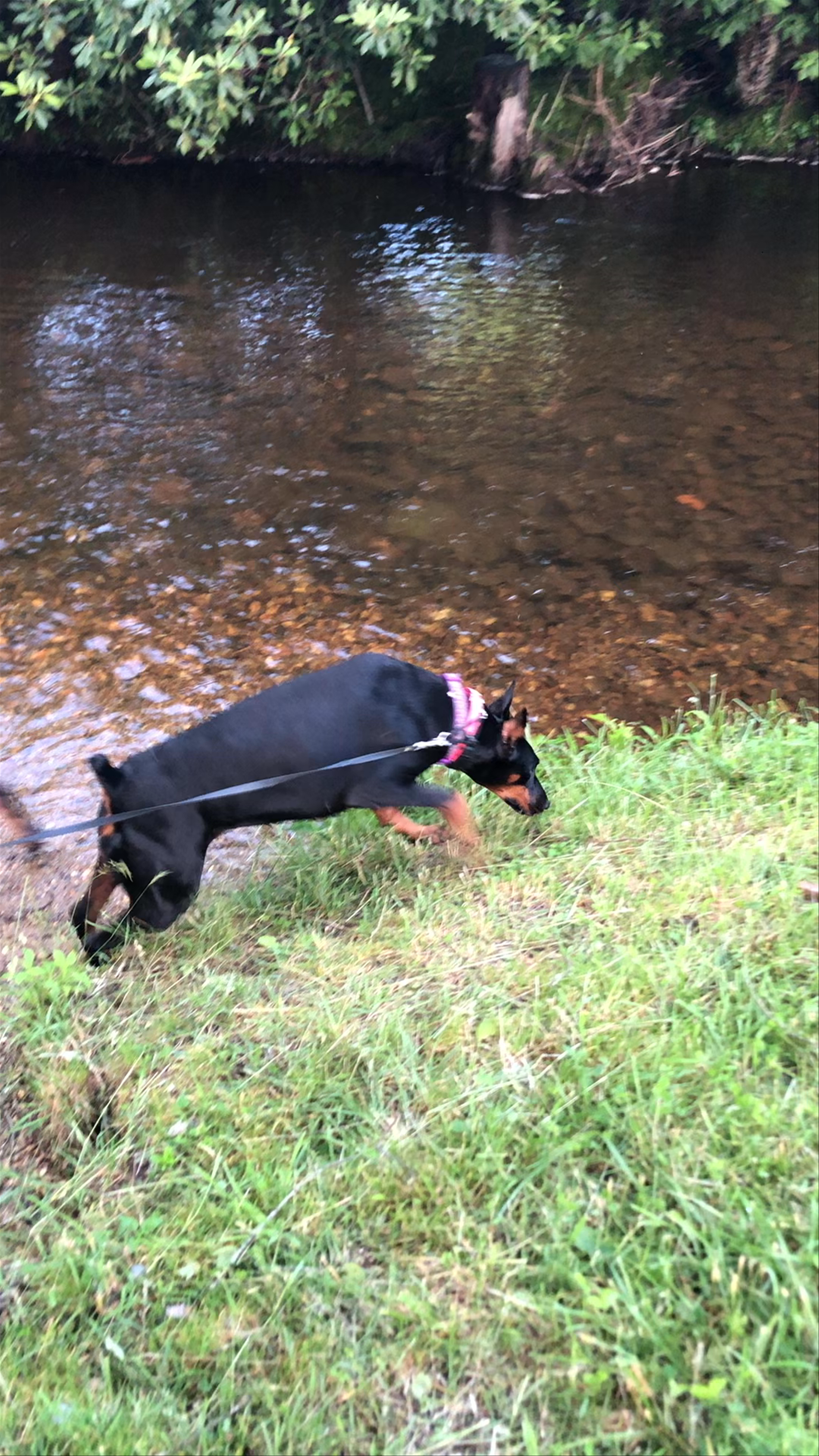 Boone Fork Trail, Boone