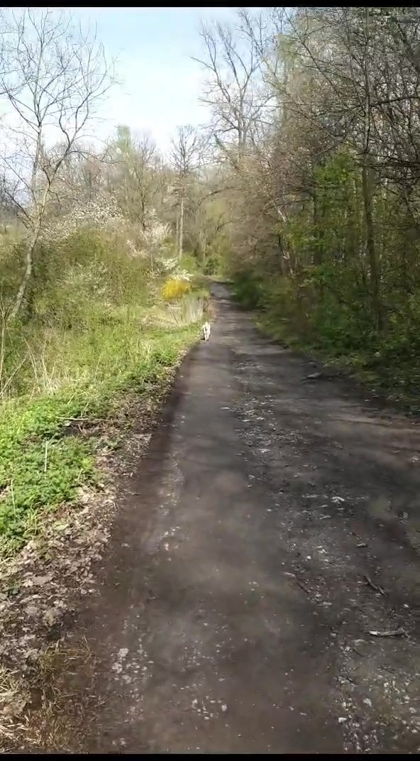 Walk the dogo: standard loop - Figa R.'s 8.3 km walk