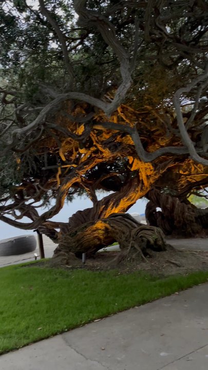 Bahia Resort Hotel - It's definitely NOT A BAYFRONT room if there's a gigantic tree blocking the bay! - San Diego, CA