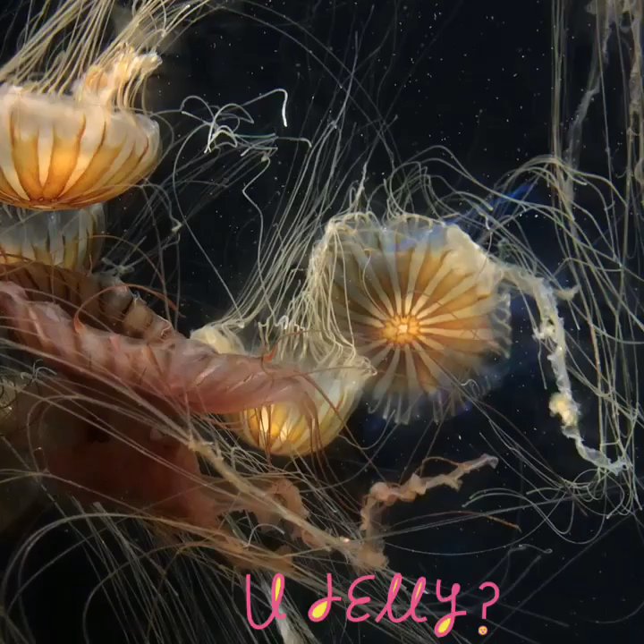 Carosello Productions - Jelly? - Videographers Near Me