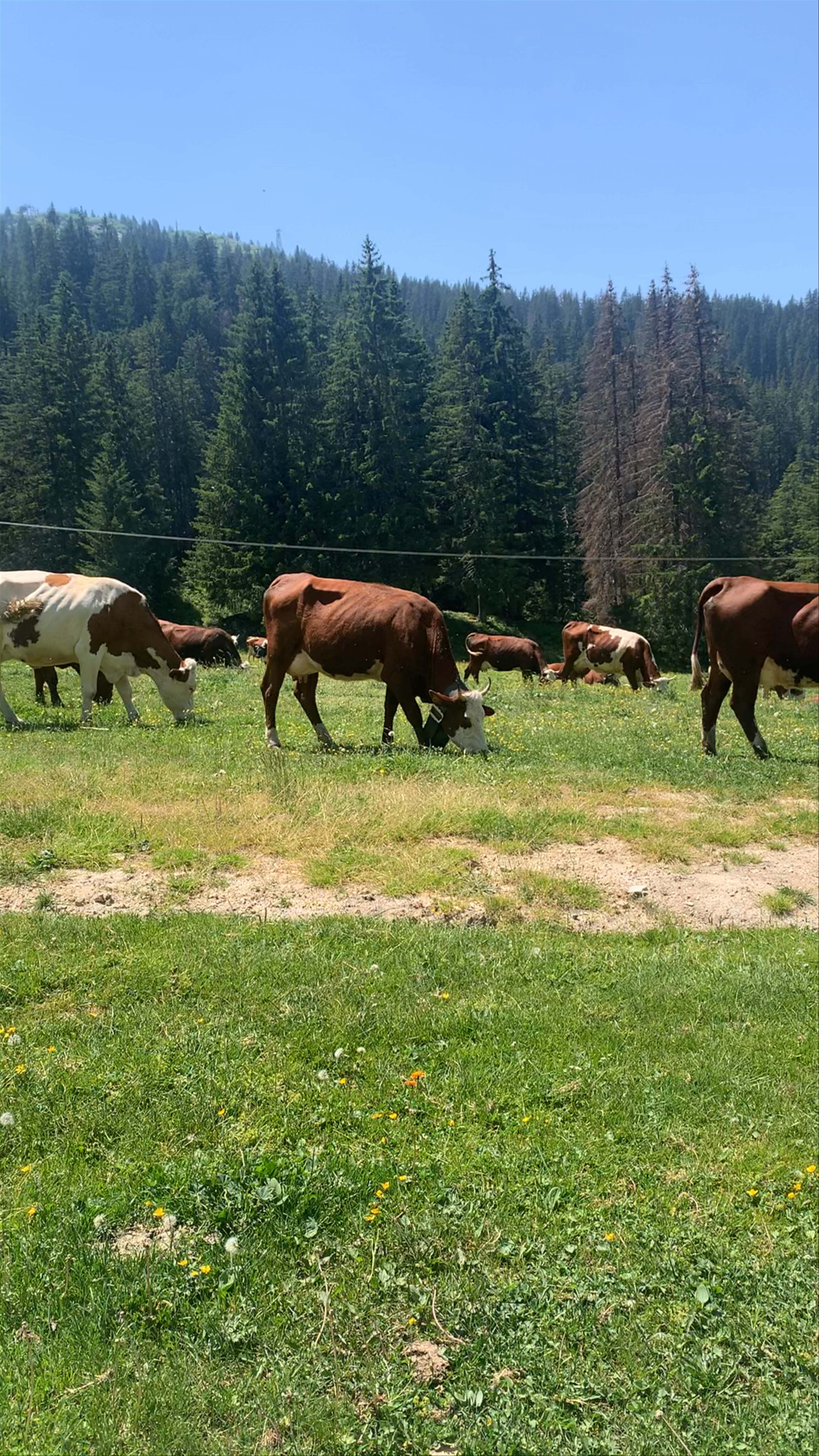 Cascade des Brochaux