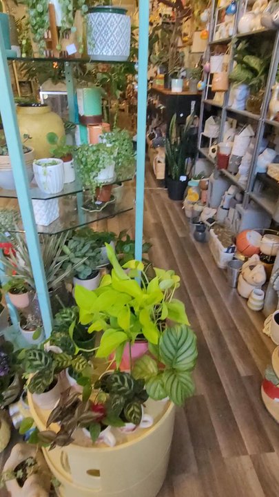Succulents & More - 1 minute video of this adorable plant store. - Home Decor Near Me - Benicia, California