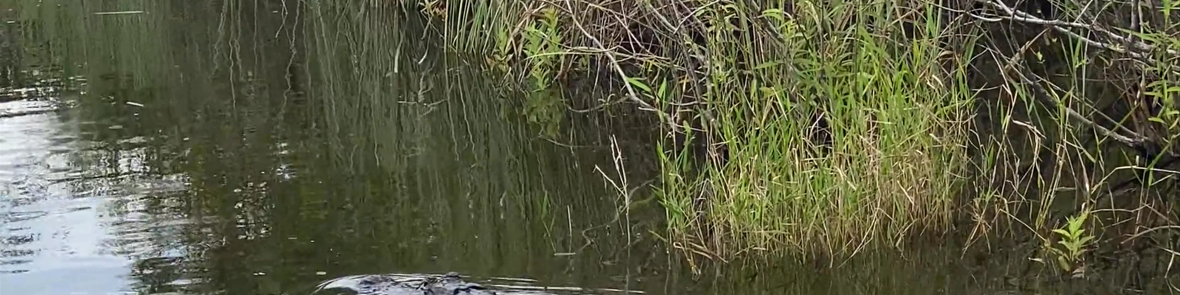 Coopertown The Original Airboat Tour of Everglades National Park