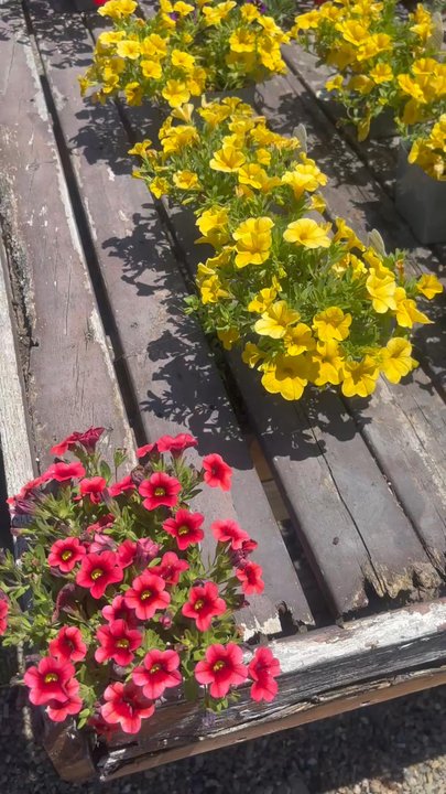 Evergreen Nursery - Love them - Nurseries & Gardening Near Me - San Leandro, California