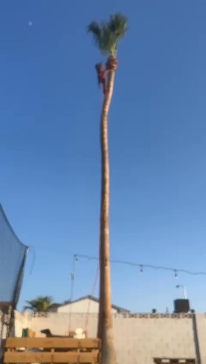 Munoz Service's - Trimmed - Tree Services Near Me