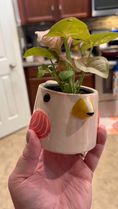 Trader Joe's - Summer tiki plants - Grocery Near Me - Orlando, Florida