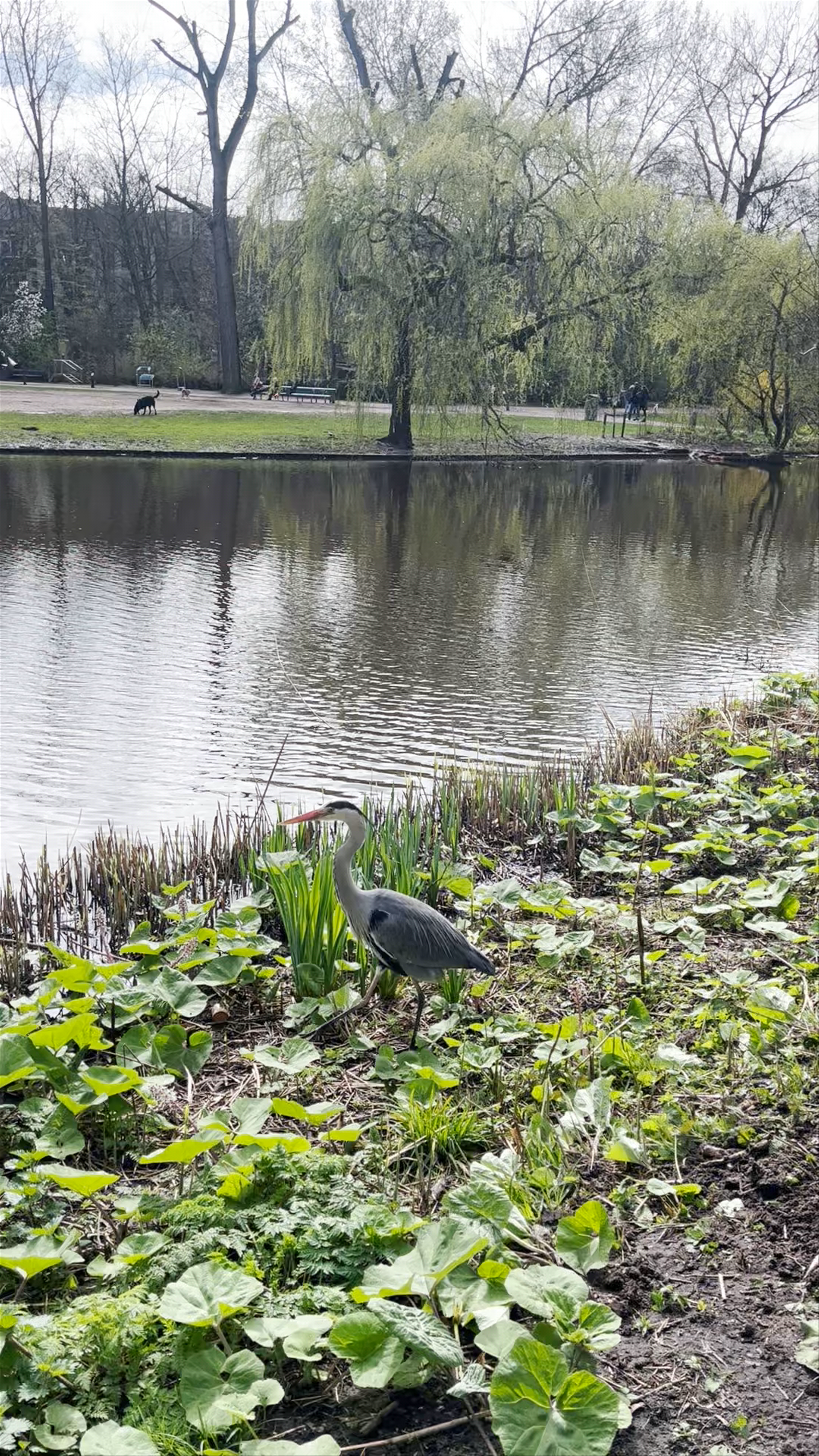 Peaceful Nature Walk at Sarphatipark, Amsterdam