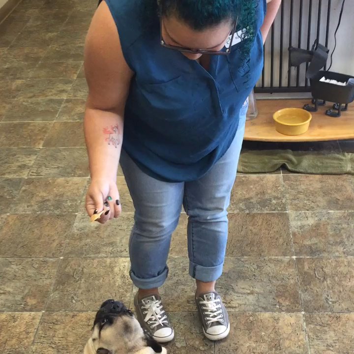 Four Paws Veterinary Center - Pugsly getting peanut butter from a friend - Veterinarians Near Me - Seattle, Washington