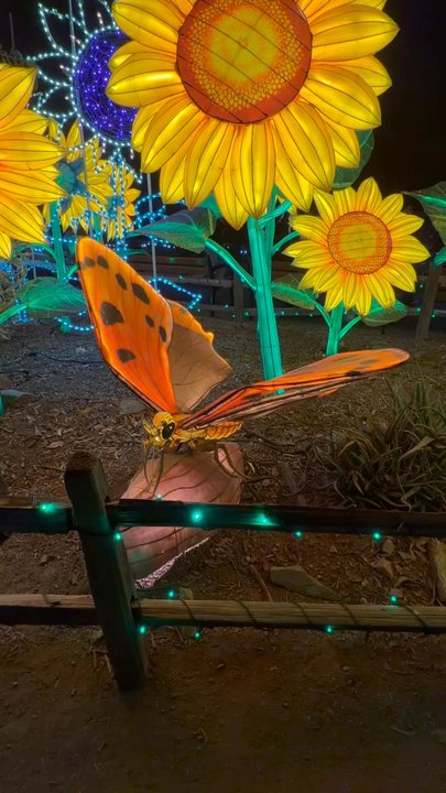 Zoolights - Zoos Near Me - Phoenix, Arizona