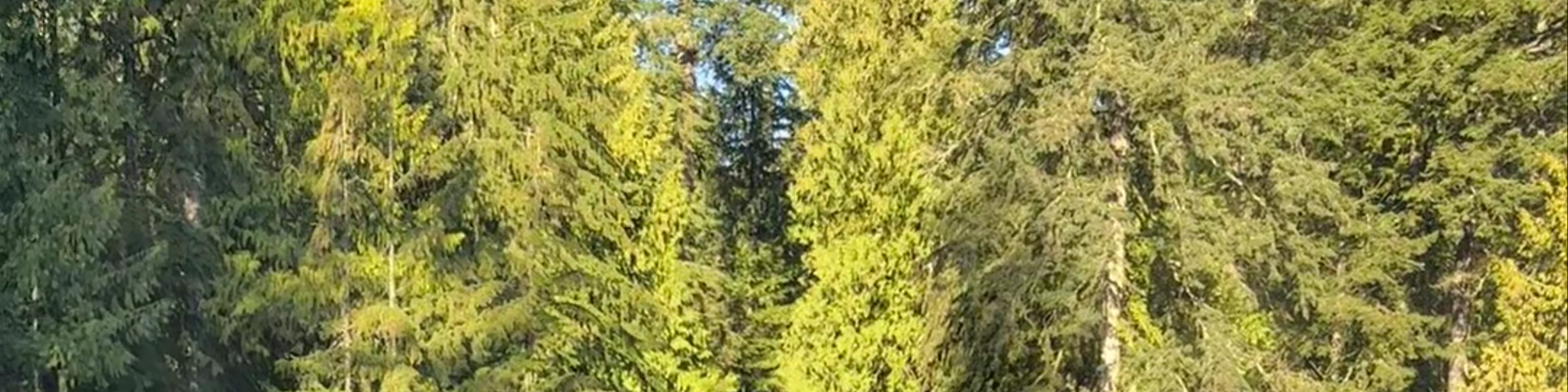 Capilano Suspension Bridge Park