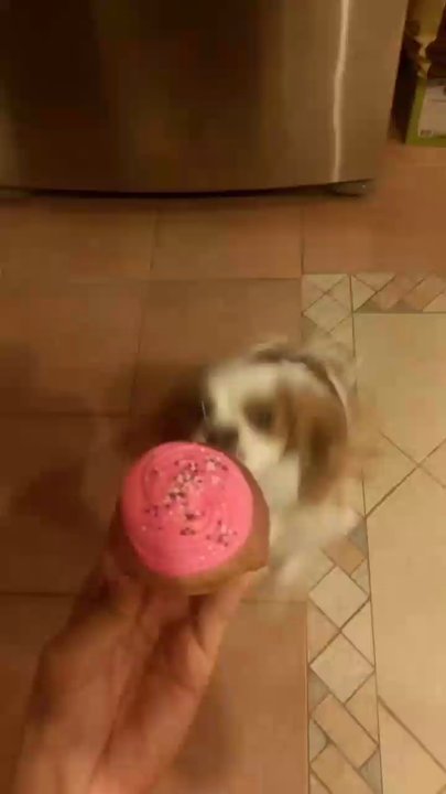 Polkadog Bakery - Pet Stores Near Me - Boston, Massachusetts