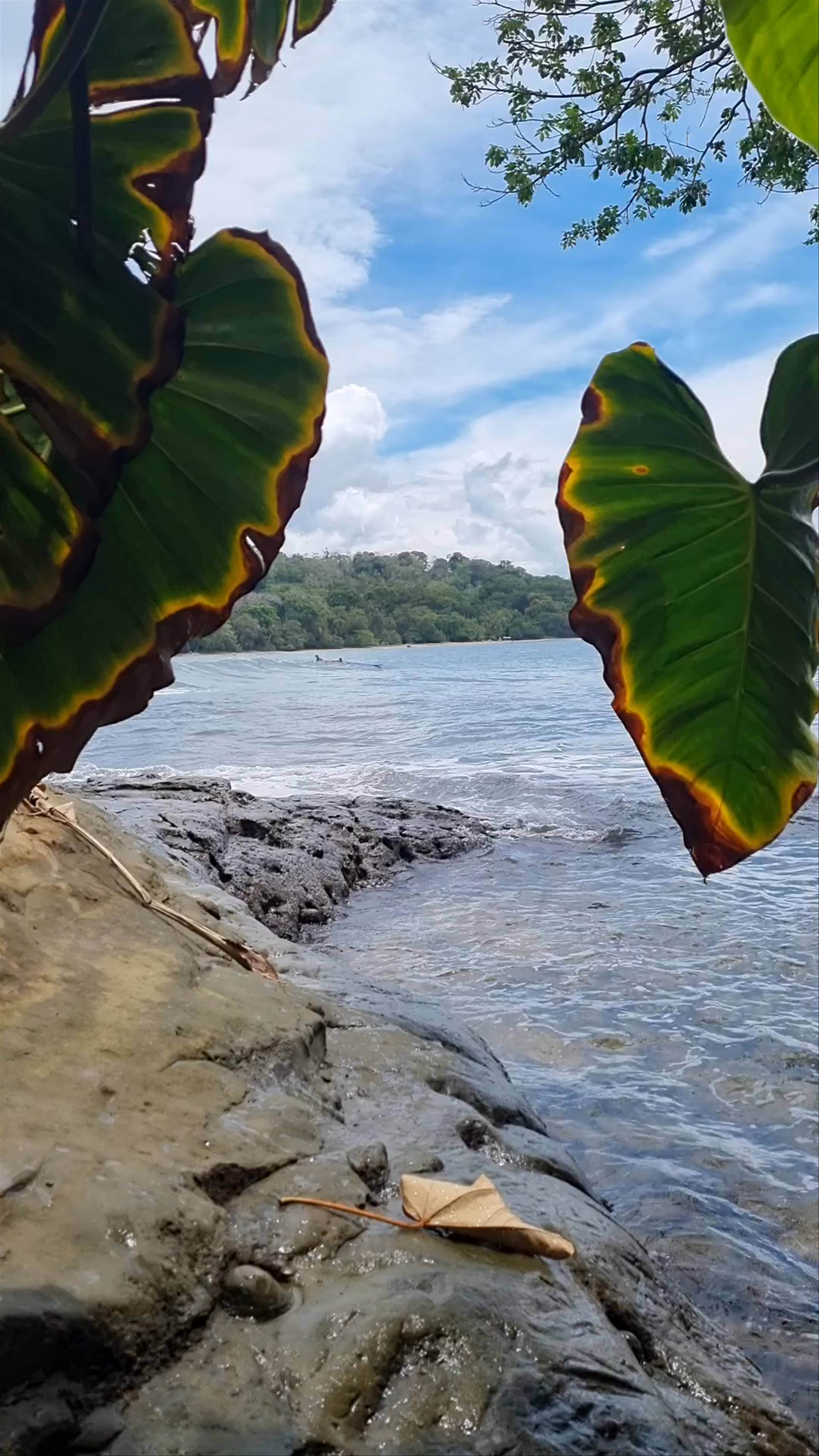 Exploring the Enchanting Cueva Punta Uva in Costa Rica