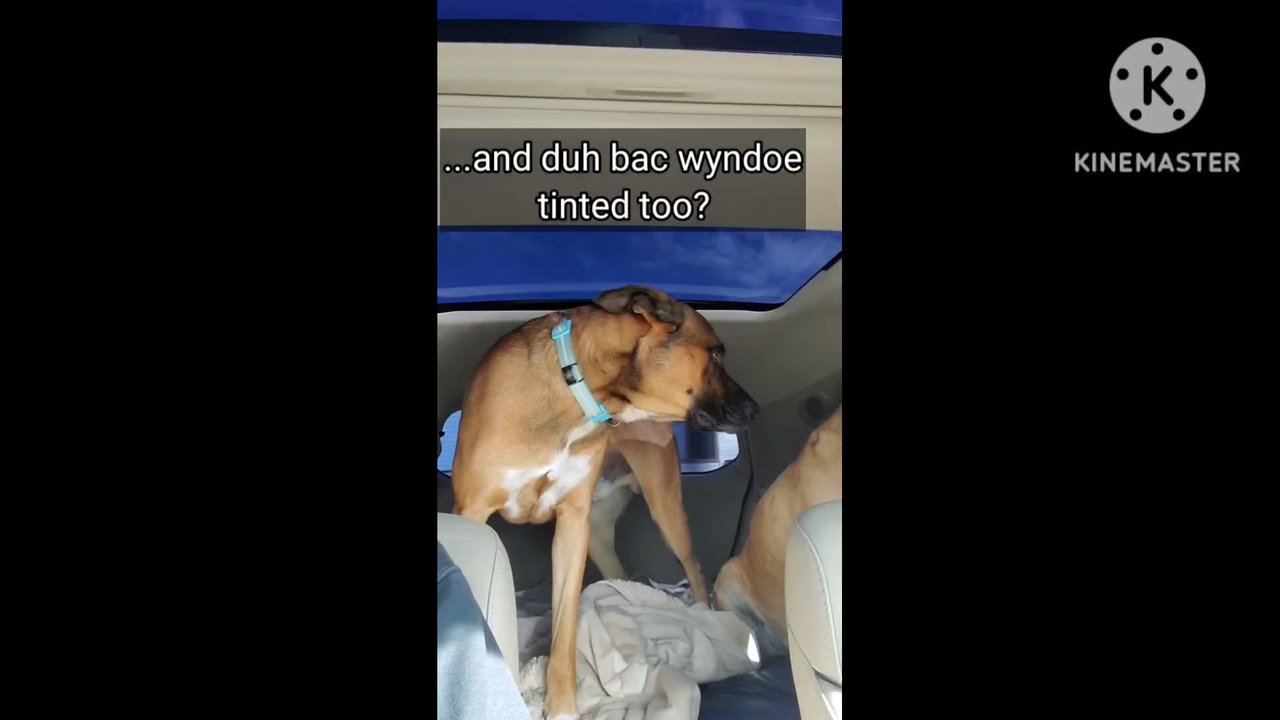 Stealth Productions - The sun's rays were going through the car windows (already factory tinted). Our dogs were not happy, until we took the car to Stealth. - Car Window Tinting Near Me - Banning, California