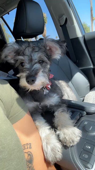 Puppy Paws Grooming - Lainey our mini schnauzer - Pet Groomers Near Me - Indio, California