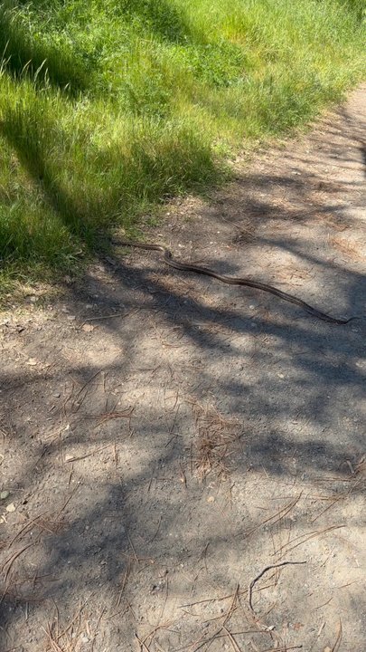 Del Valle Regional Park - Snake! - Parks Near Me - Livermore, California
