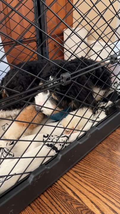 Astral K9 Training  - Boston comfortable eating in his crate - Pet Training Near Me