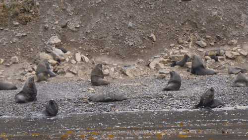 Sant Georgia Seals animated gif