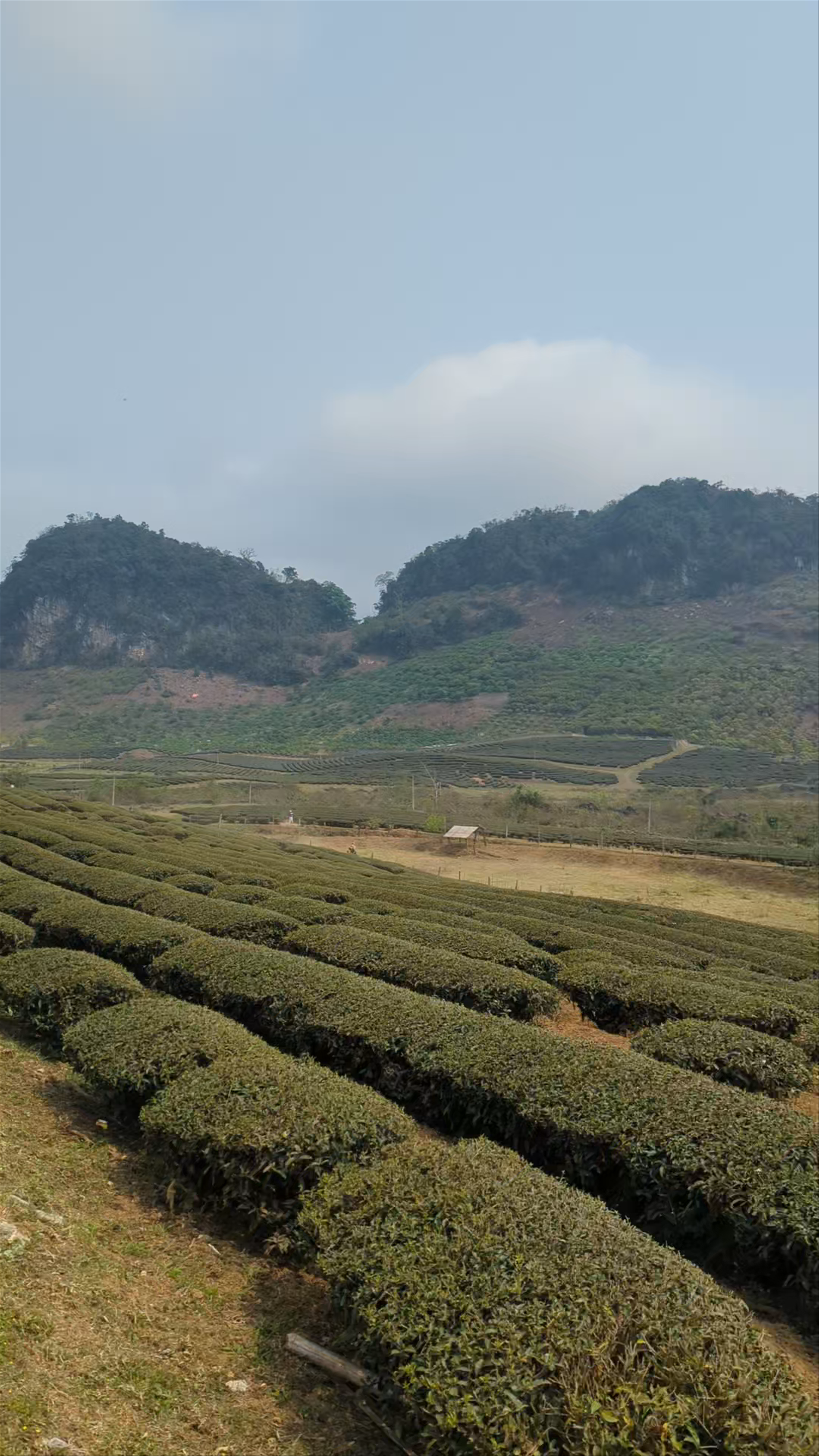 Đồi chè Trái Tim